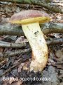 Butyriboletus appendiculatus-amf283
